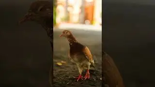Testing the Fujifilm&rsquo;s XT5 Bird AF in Italy..