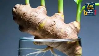 Germination of Ginger Learning for Kids