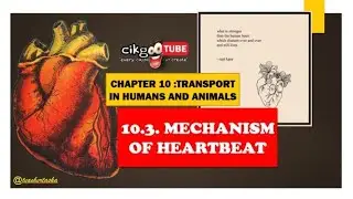 BIOLOGY KSSM FORM 4: 10.3. MECHANISM OF HEARTBEAT