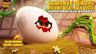 BURUNG PALING VIRAL DIDUNIA!! YANG TIDAK BISA TERBANG!! - ANGRY BIRDS