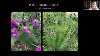 Virtual Series: Favorite Native Plants for Sun