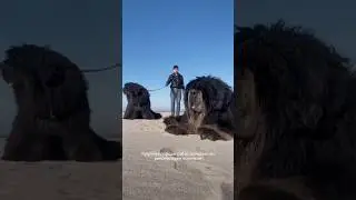 Крупные породы собак❤️ тгк: pappyru