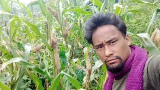 #AK jumla vlog ल साथिहरू मकै बारिमा मुसाले मकै सिदायछन 🙏🙏🙏🙏🙏