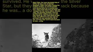 The Dog Who Captured Italian Soldiers #ww2 #shorts