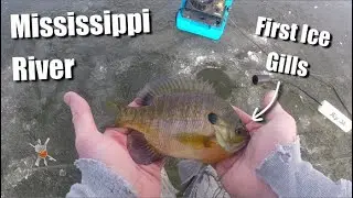 Mississippi River (Backwaters), First Ice Gills | Wisconsin Ice Fishing