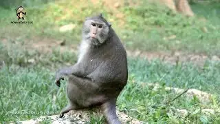 WOW!! Amazing monkeys group meeting girl - Amazing monkey near Angkor Wat temple