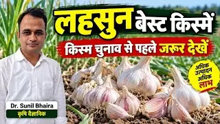 लहसुन किस्म का चुनाव कैसे करे- Top लहसुन किस्म ! G282,  G50 ! 9983781813. Farmer ! सोशल मीडिया से...