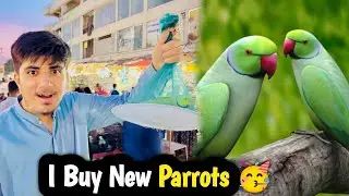 I Buy New Parrots 🦜 |🥳 New Animal Ki Entry ZoO Mai 😍#viralvideo #trending @shehrmaindihat 