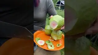 Looks delicious red guava #siscookingtv #mukbang #eatingshow #chillimukbang #eating