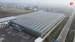 Construction of Dutch intelligent glass greenhouse