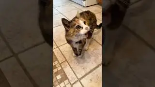 Extremely Old Meows from an Ancient Cat 😲