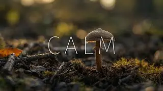 Forest Emerge Ambience | Focus Music for Deep Work, Study & Reading (3 Hours)