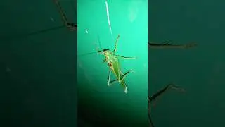Настоящий кузнечик ,не саранча 🦗 #кузнечик #кузнечики #саранча