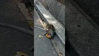 Monkey eat banana #monkey #forest #funny #nature #comedy #cute #shorts #india #indonesia #9ksub #ai