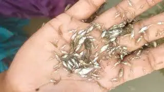 অপুর্ব #arabic #fishing #fish