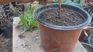 Geranium flower plant ki cuttingi ki reporting. #Geranium🪴🪴🪴🪴🪴 #plants #plantlover #thulungnursery 