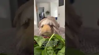 Gave my Guinea pig a haircut so she could see better but now she&rsquo;s giving Edgar😂 #guineapig #pets