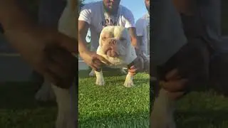 Extreme Micro American Bully 🔥 #shorts #dog