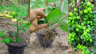 Growing Jujube:Creating new ideas in cutting​ Its root growth is fast.By red onion