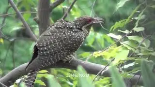 Amazing Female Asian Koel (कोयल) Call (HD)@Singapore