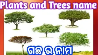 Trees name ll gachha ra nama ll plants name ll plants name in English ll trees name odia