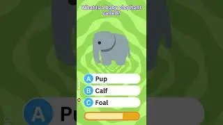 What is a baby elephant called? TSNOY #QuizMagic #ViralQuiz