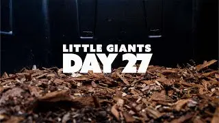 DAY 27 // LITTLE GIANTS // DAILY JERSEY GIANT CHICK GROWTH