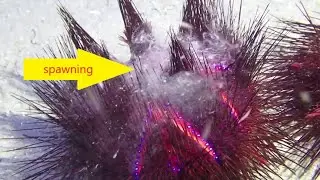 Sea Urchins Spawning #muckdiving