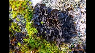 Collema tuniforme   Lathagrium fuscovirens  by  Theo