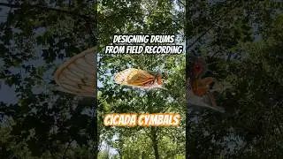 Designing drums from #fieldrecordings  #sounddesigntips #sampling #naturesounds #cicadas #shorts
