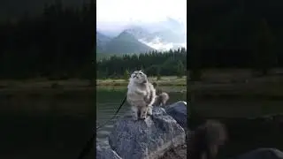 Siberian Cat in the Rain