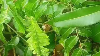 Jom kita cari miding lagi pagi ini☺