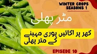 Matar phali ghar py ugayan || how to grow pea plant at home || matar lagane ka tarika