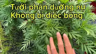 Tưới phân dưỡng nụ không bị điếc bông 