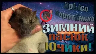 Зимний пасюк Ючики, и стерильная Хася! (Wild Rats | Дикие Крысы)