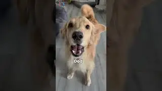 Which dog did it best? #dogsofyoutube #dog #dogs #husky #huskies #puppy #goldenretriever