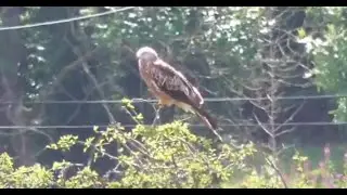 Red Kite Feeding Station BellyMack Farm Galloway