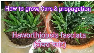 how to grow zebra plant ll easy to grow succulent ll #succulent #gardening #gardeningtips