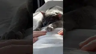 #самомассаж #massage #relax #кот #котики #cats #calm #peace #nice #facemassage #массажлица #love #xo