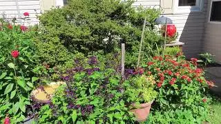 Garden tour backyard 9.8.24