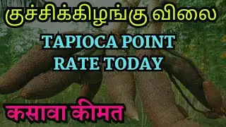 Tapioca Rate Down Again! | குச்சிக்கிழங்கு விலை ஸ்டார்ச் அடிப்படையில் ரேட் குறைப்பு | #FarmersIssue