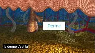 LA PEAU, vid&eacute;o sous titr&eacute;e, par Inserm