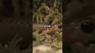 The Salamander's Secret  Photosynthesis #facts #fact #factshorts #nature #naturelovers #natural