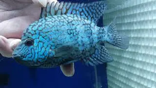 Zeus line Carpintis Cichlid