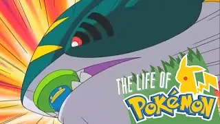 The Life of Pokemon: Sharpedo