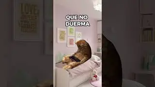 Cosas que le molestan a mam&aacute; (meme de gatos)