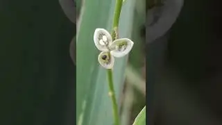 Bunga Putih, kecil tapi unik