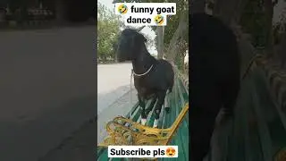 🤣😂 Funny Goat dance 🤣😂 Funny video 🤣😂