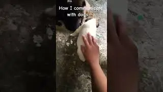 How I communicate with dogs 🐕: v.s. How I communicate with cats 🐈:
