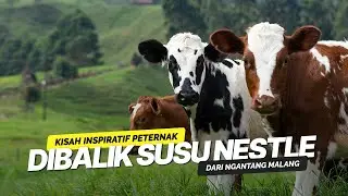 KISAH INSPIRATIF PETERNAK DIBALIK SUSU NESTLE DARI NGANTANG MALANG